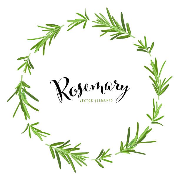 Circular wreath of fresh green rosemary sprigs surrounding elegant script text "Rosemary" and "Vector Elements".