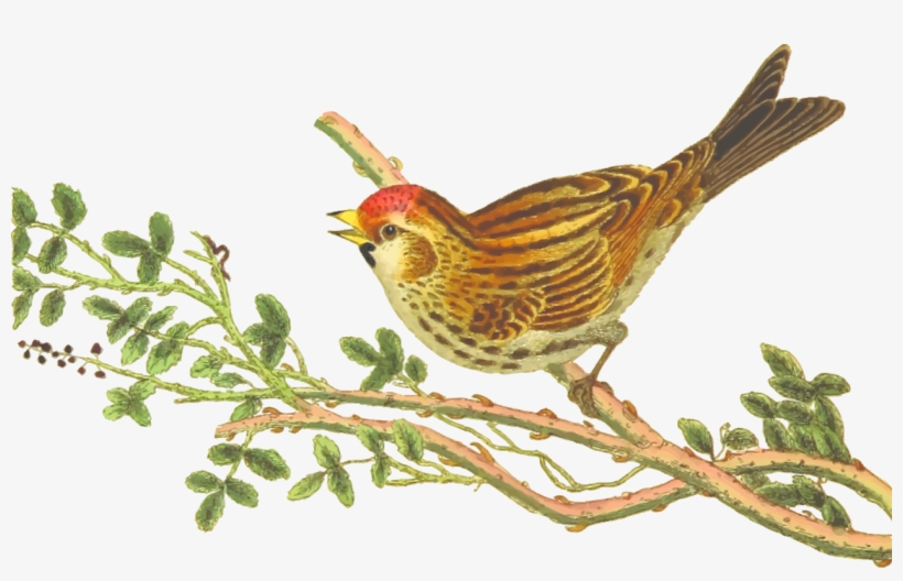 Eurasian Serin Bird Illustration - Natural History Art