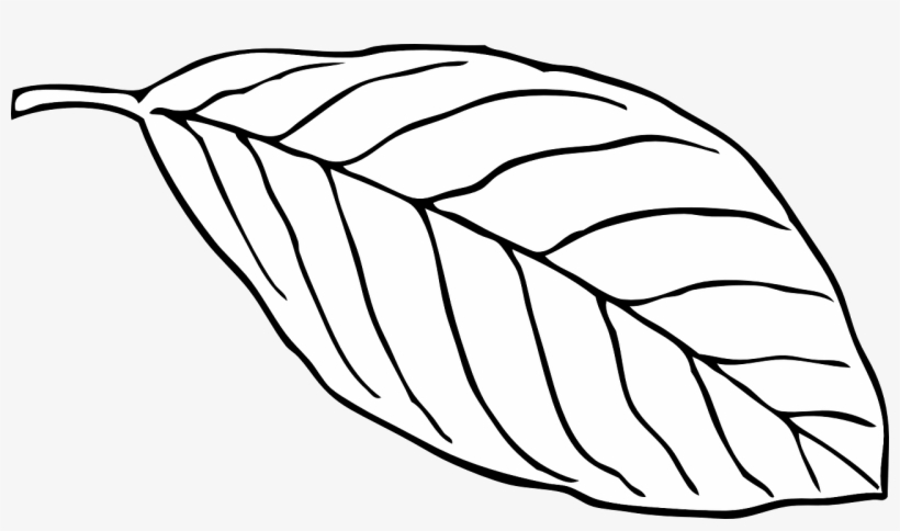 Free Leaf Outline Download Free Leaf Outline Png Images Free Clip Art Library