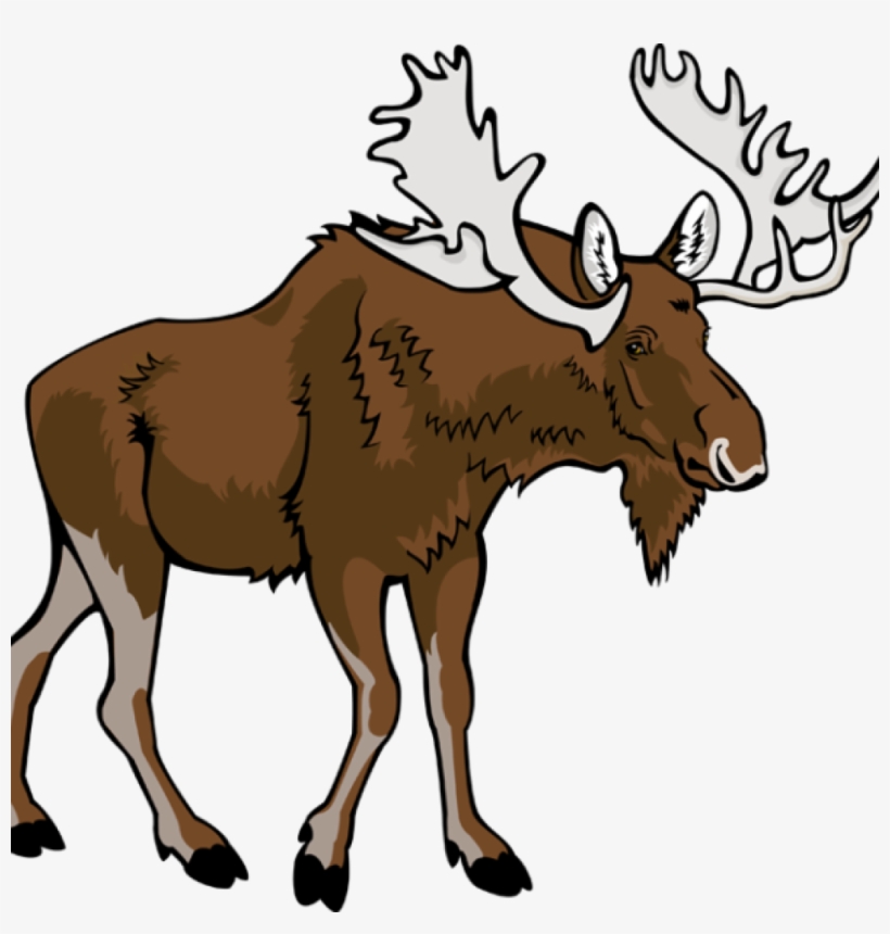 Moose Illustration - Free Clipart Image for Wildlife and Education