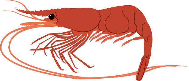 Shrimp Anatomy Illustration - Educational Seafood Diagram