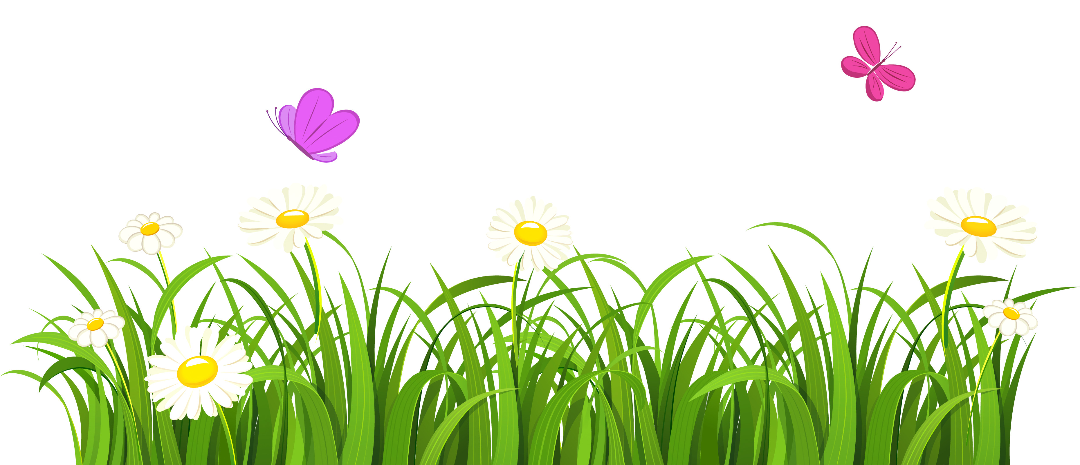Green grass with white daisies and two colorful butterflies flying above.