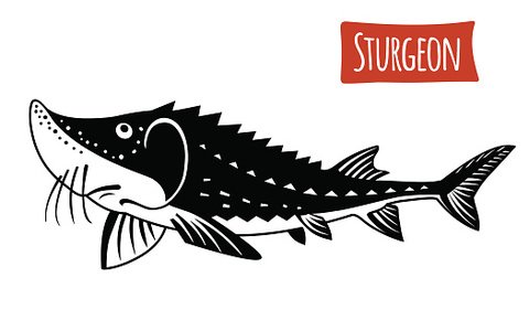 Black-and-white stylized illustration of a sturgeon fish with prominent snout, barbels, and armored plates, labeled "STURGEON".