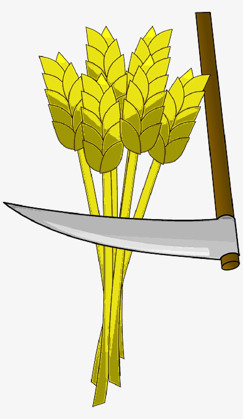 Golden wheat stalks bundled and cut with a traditional sickle, symbolizing harvest and agriculture.