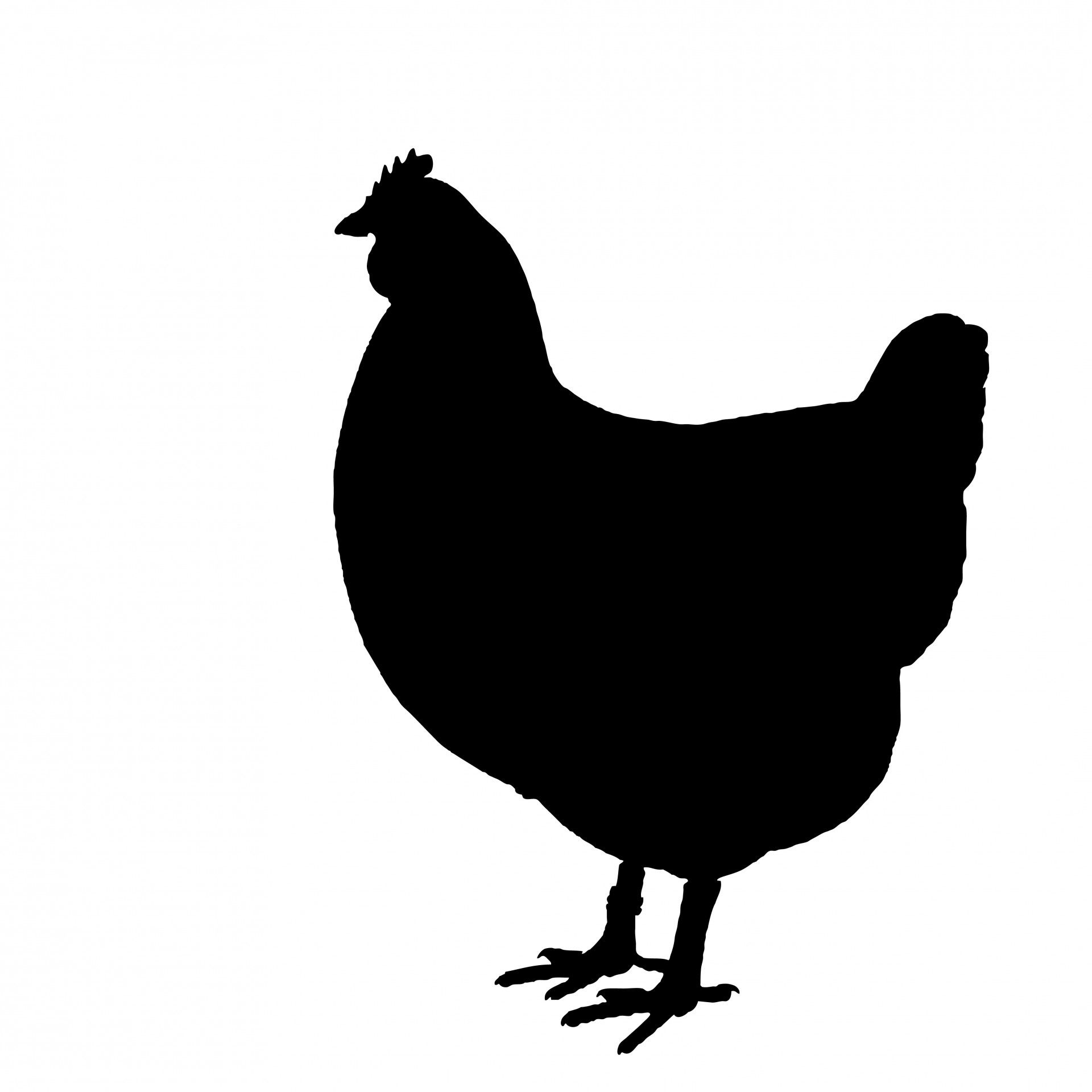Black silhouette of a standing hen facing left, with comb, tail feathers, and detailed feet visible against white background.