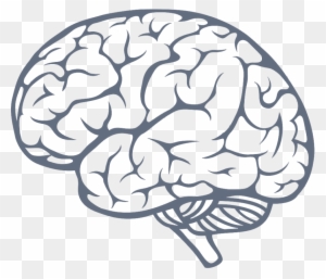 Line-art illustration of a human brain showing cerebral hemispheres, gyri, sulci, and cerebellum on transparent background.