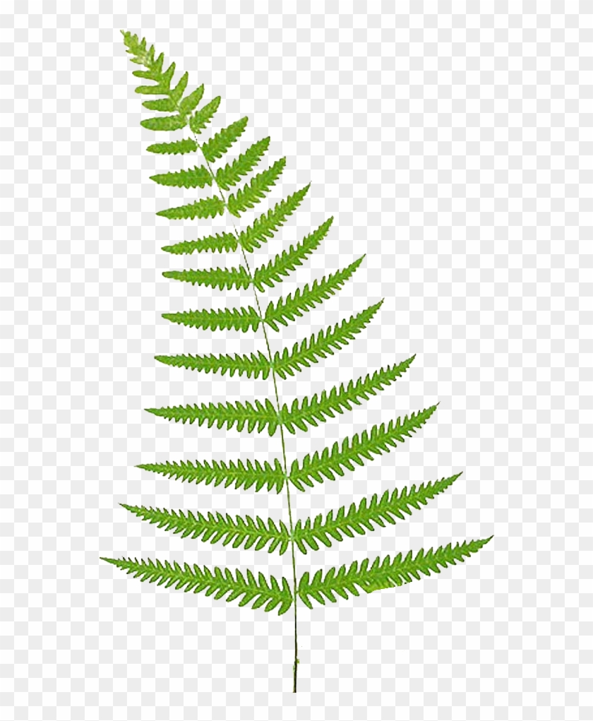 Fern Clip Art PNG Transparent Images Free Download | Vector Files ...