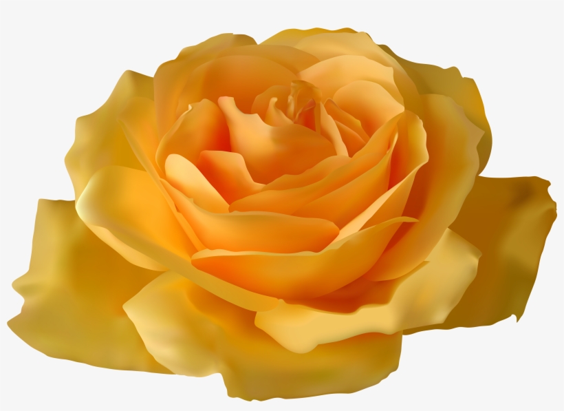 Yellow Rose Image - High-Quality Free PNG Download for Design & Web Use