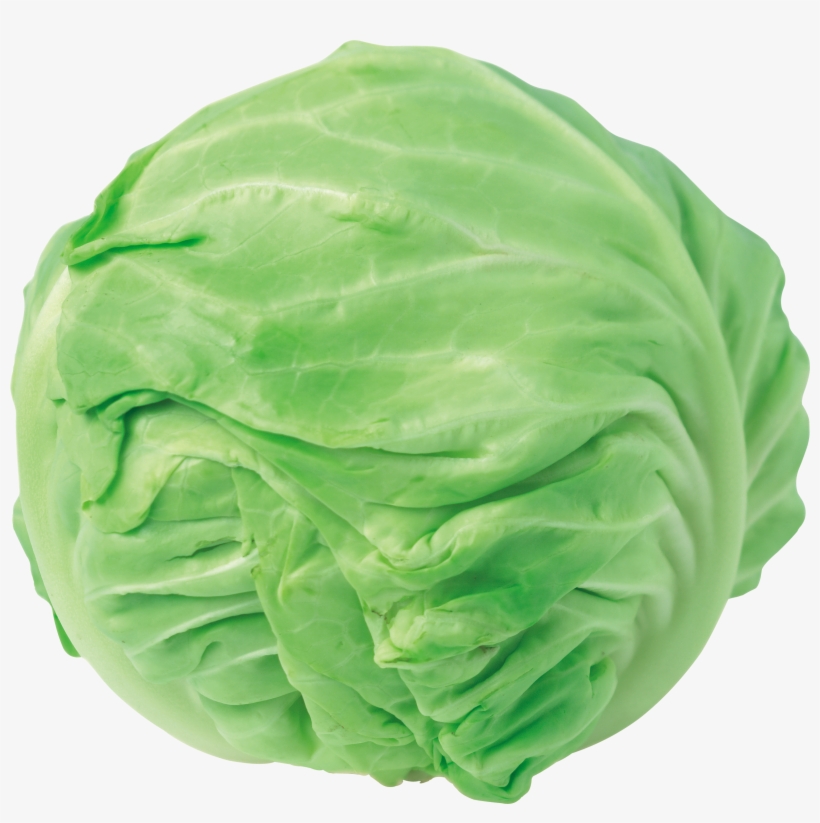 Fresh green cabbage head with tightly wrapped leaves, isolated on white background.
