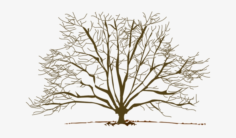 Winter tree clipart. Free download transparent .PNG