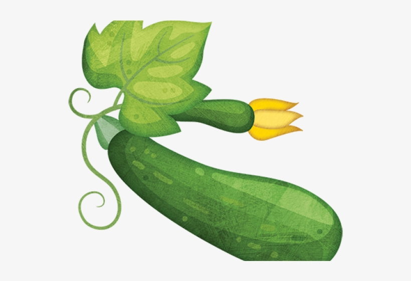 zucchini plant clip art