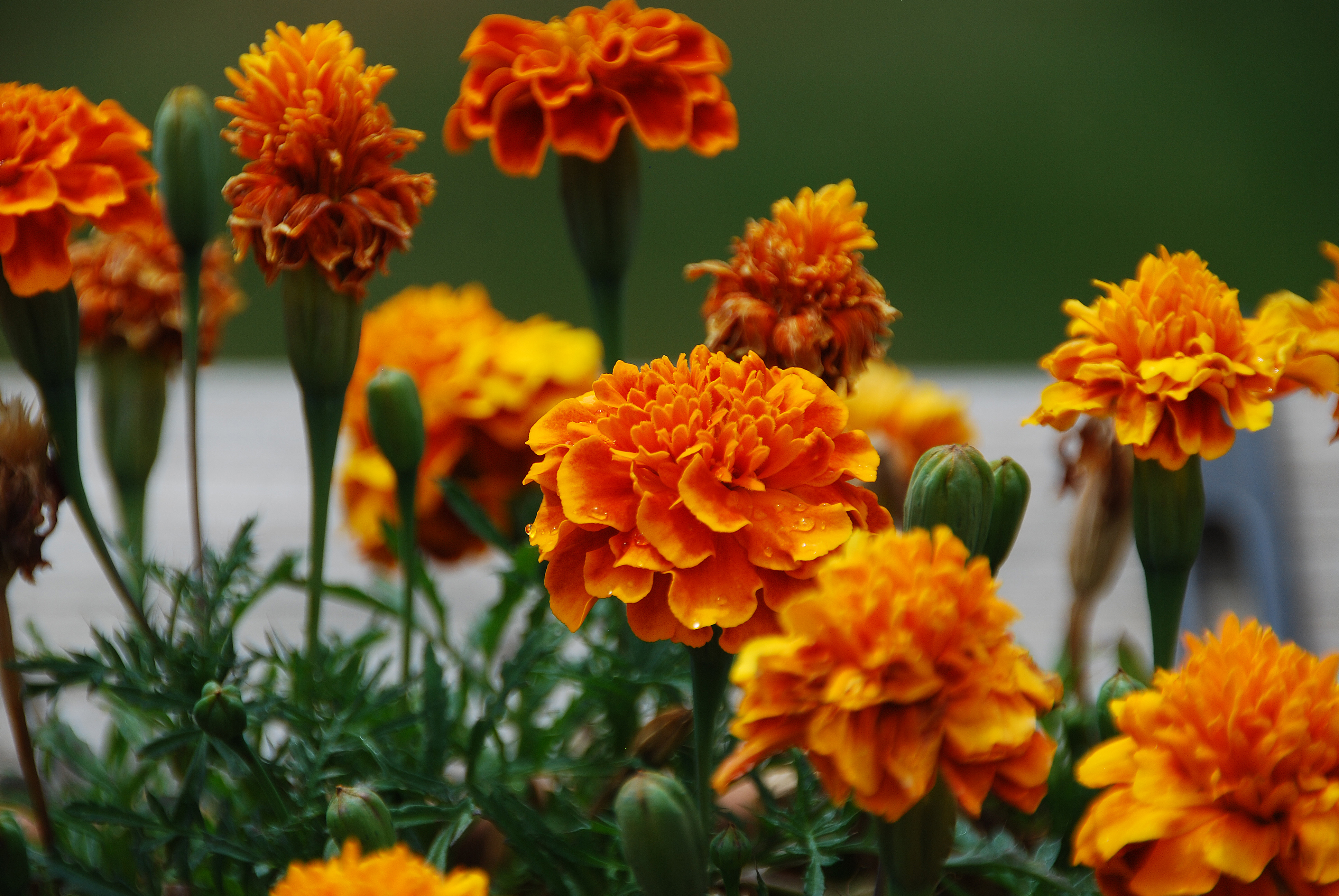 Vibrant orange marigold flowers with dewdrops, green buds, and feathery foliage in a garden setting.