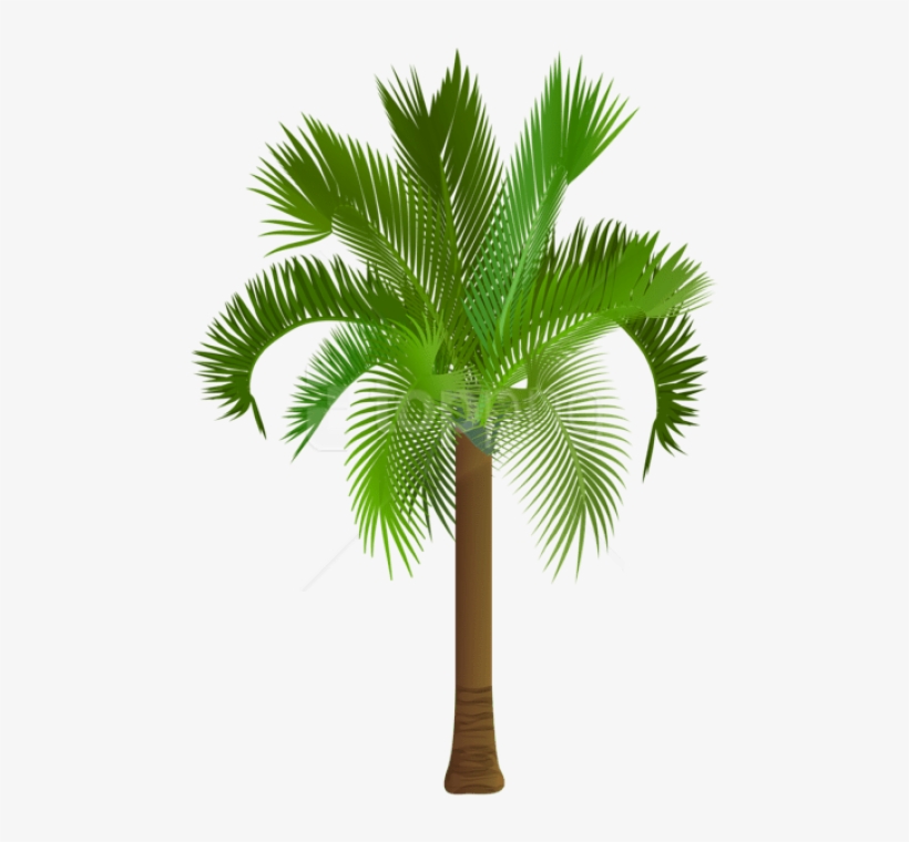 A vibrant green palm tree with feathery fronds and a textured brown trunk, isolated on white background.