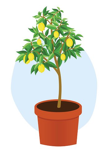 Potted lemon tree with ripe yellow lemons and green leaves, illustrated in flat vector style.