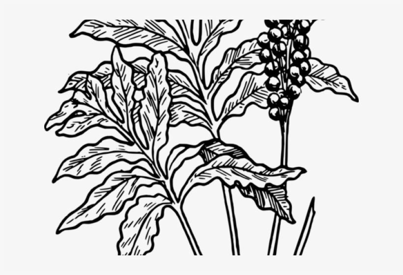 Botanical line drawing of a plant with large pinnate leaves and a cluster of round berries on a stalk.