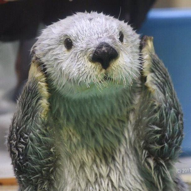 Wet sea otter with paws near face, looking directly at camera with expressive eyes and damp fur.