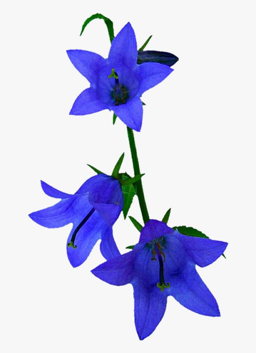 Flower Clipart Blue Bell - Bluebell Clipart Transparent PNG - Clip Art ...