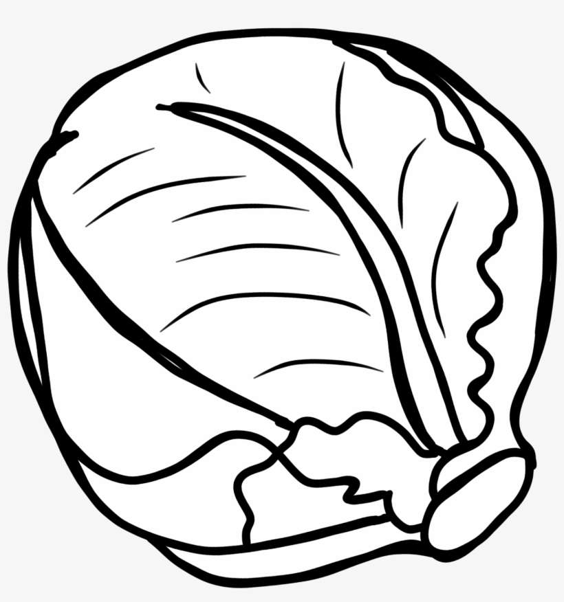 Black-and-white line drawing of a whole head of cabbage with layered leaves and visible veins.
