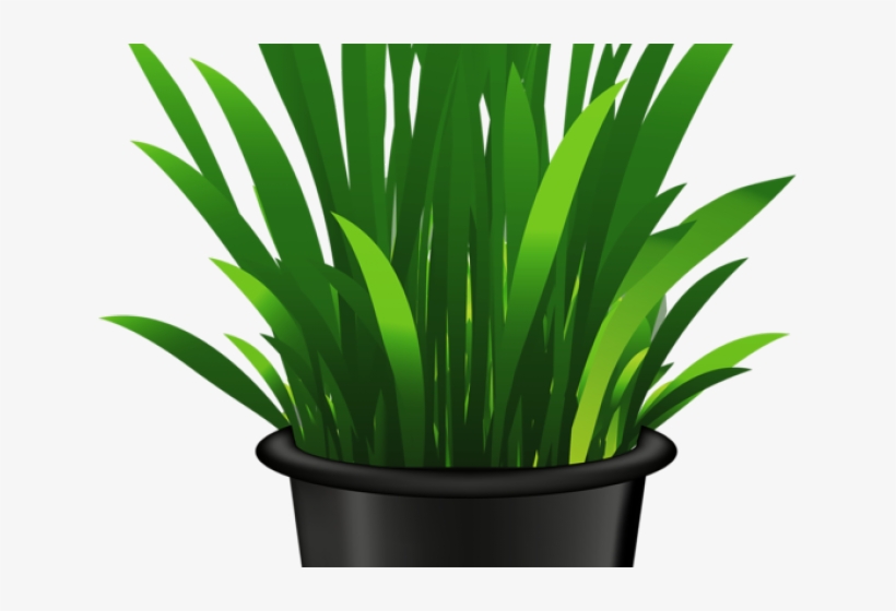 Vibrant green grass-like plant in a black pot, illustrated in clean vector style.