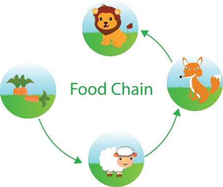 108,770 Food Chain Images, Stock Photos & Vectors | Shutterstock - Clip ...