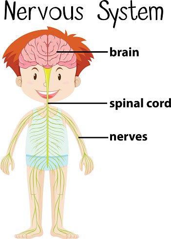 Labeled diagram of a child's nervous system showing brain, spinal cord, and peripheral nerves.