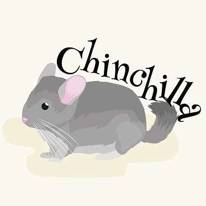 Gray chinchilla with pink ears and long whiskers, illustrated in soft style with "Chinchilla" text above.