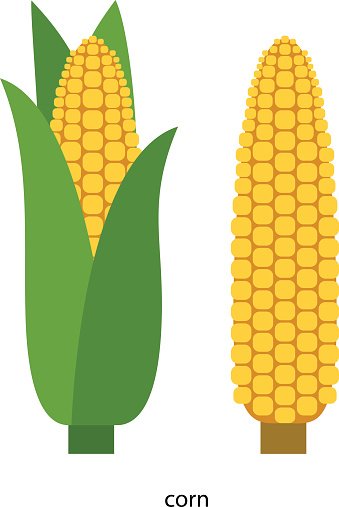 Corn Illustration: Husked vs. Unhusked Ears of Maize