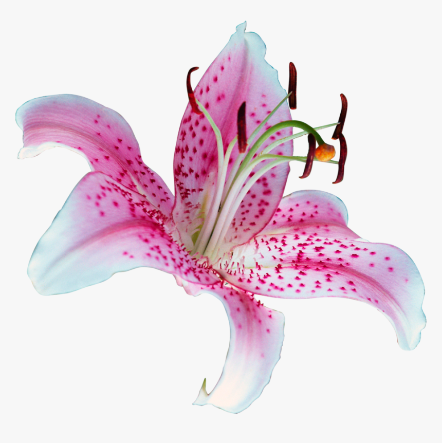 stargazer lily transparent background - Clip Art Library - Clip Art Library