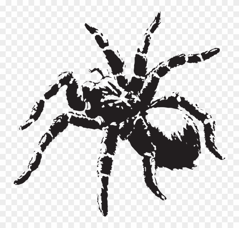 Spider , Scary Spider transparent background PNG clipart | HiClipart ...