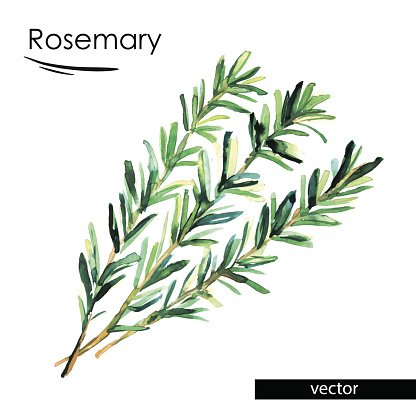Watercolor illustration of fresh rosemary sprigs with green needle-like leaves and woody stems, labeled "Rosemary".