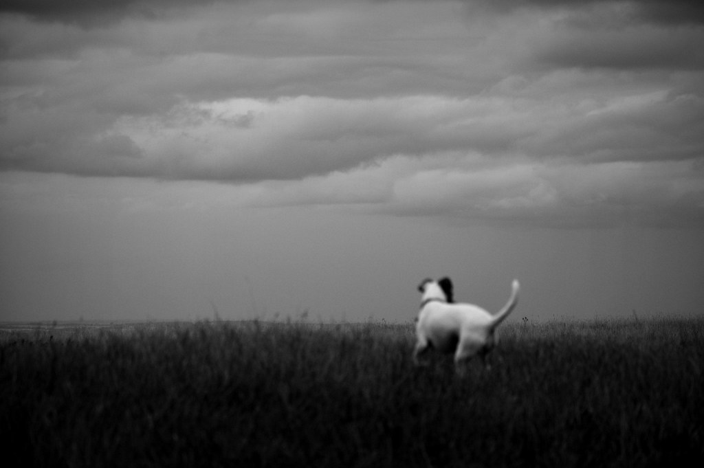 A white dog with black ears stands in tall grass, gazing at a vast overcast sky.