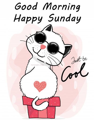 Cool white cat in sunglasses sitting on a gift box with heart, "Good Morning Happy Sunday" text.