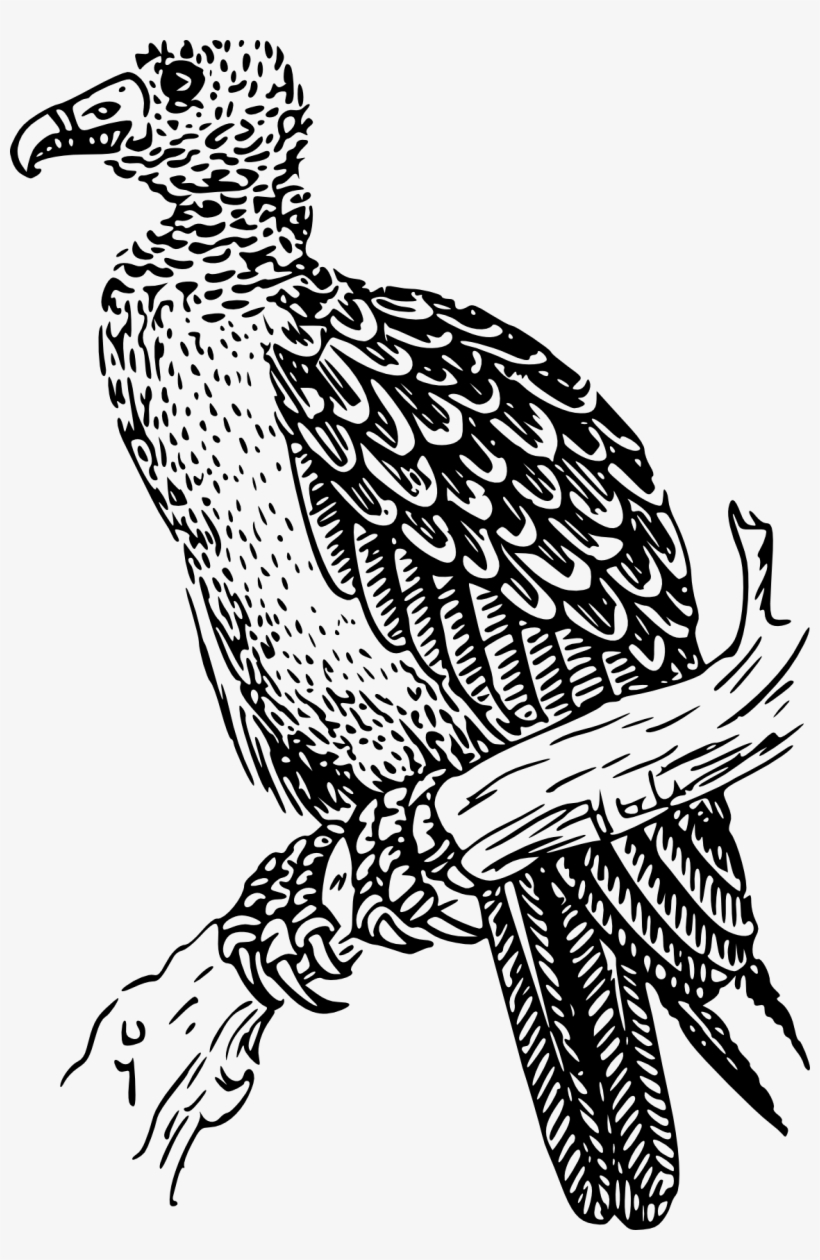 Royalty Free Clip Art Image: Cartoon buzzard or vulture sitting on ...