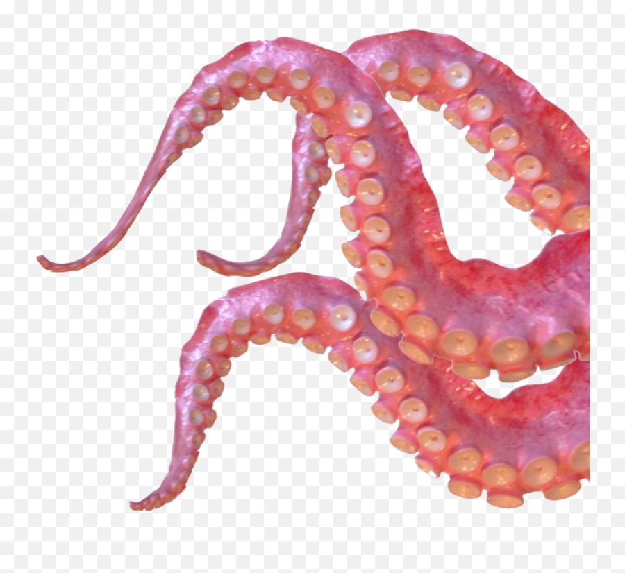 Close-up of pink octopus tentacles with visible suction cups on transparent background.