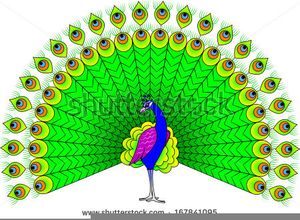 Colorful Peacock Illustration - Free Vector Art for Design & Education