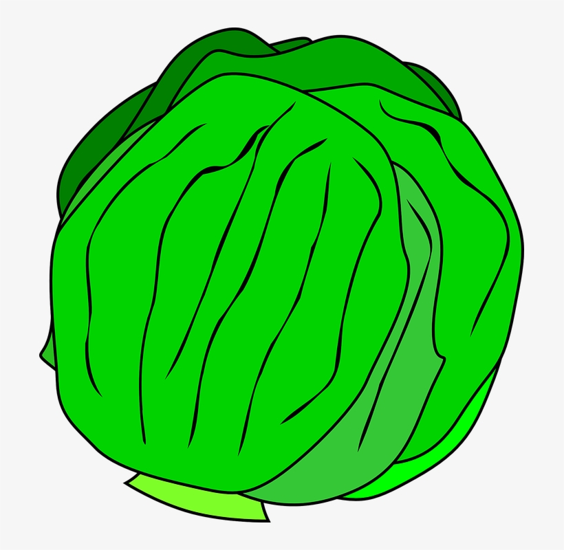 Fresh Green Cabbage Illustration - Healthy Vegetable Clipart