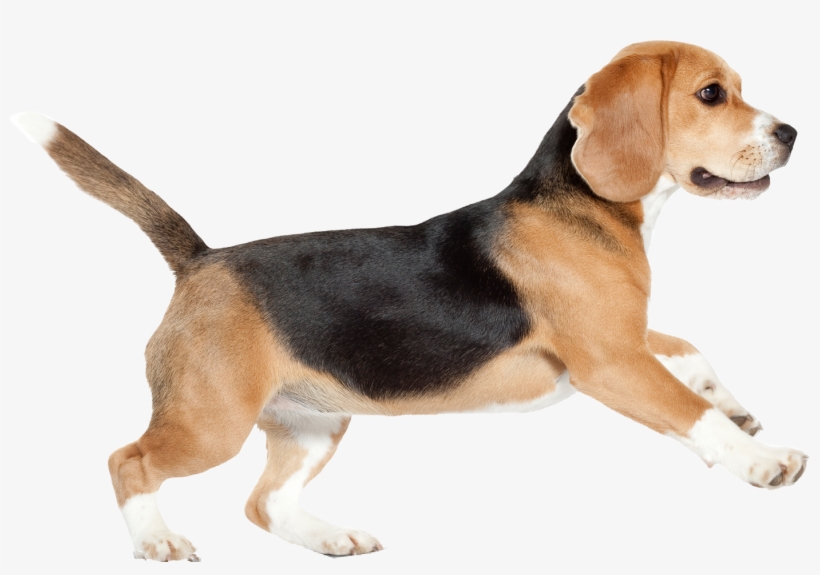 A tri-color beagle puppy running mid-stride with joyful expression and upright tail.