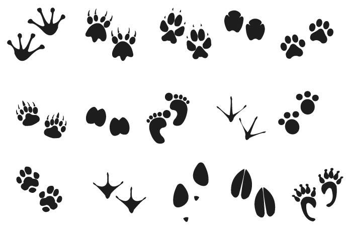 Animal Track Tracking Footprint Clip Art, PNG, 600x577px, Animal - Clip ...