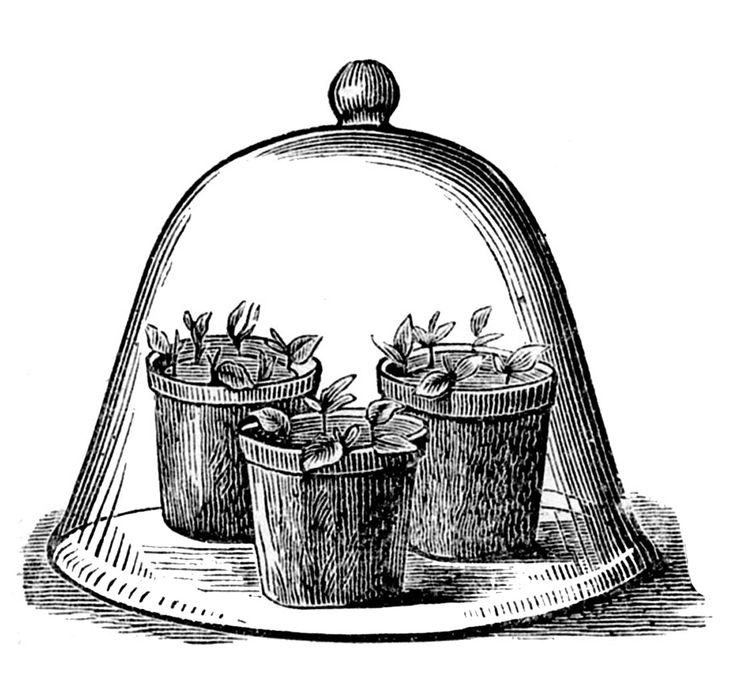 Three potted seedlings under a glass cloche, vintage botanical illustration.