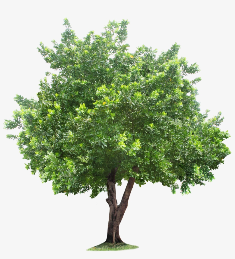 Healthy Green Tree - High-Resolution PNG for Nature & Design Projects