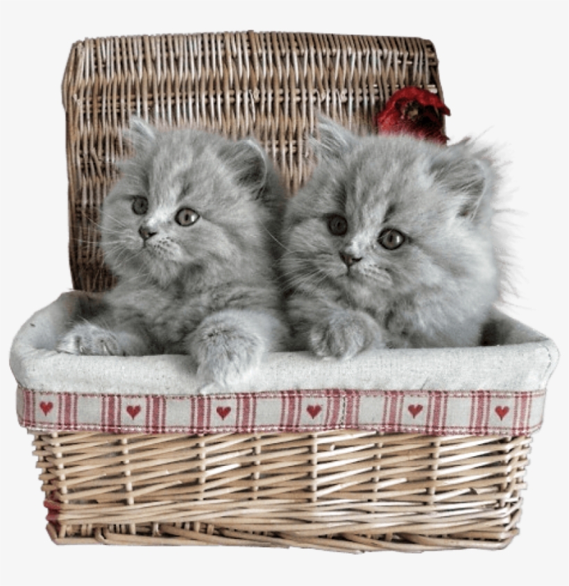 Two fluffy gray kittens sitting side by side in a wicker basket lined with heart-patterned fabric and a red flower accent.