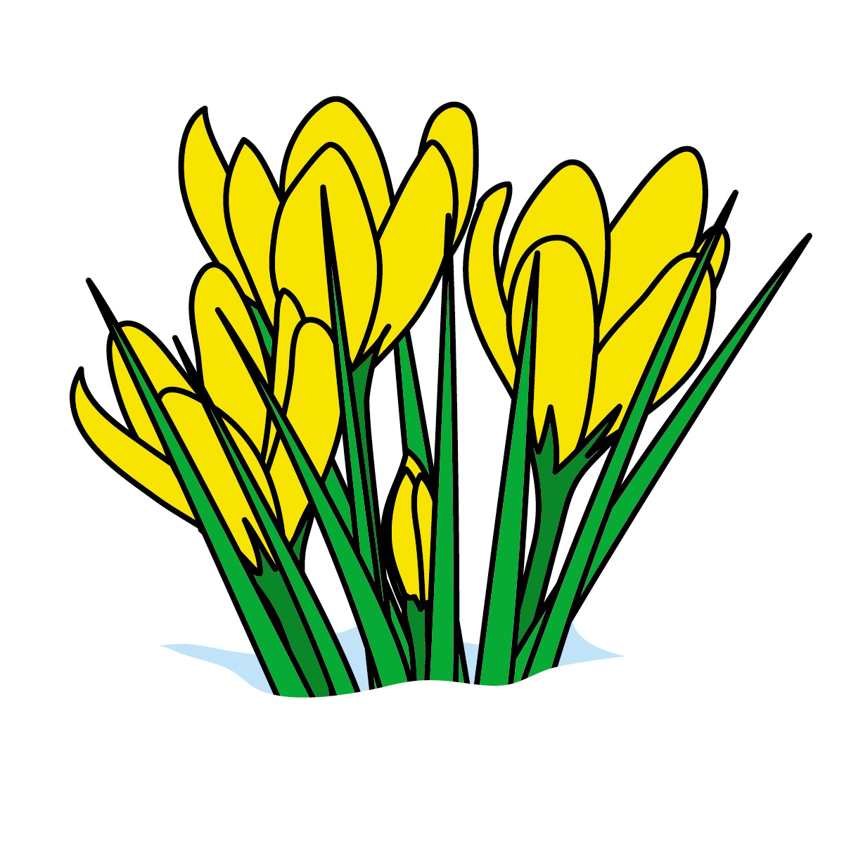 Bright yellow crocuses emerging through snow, symbolizing early spring and renewal.