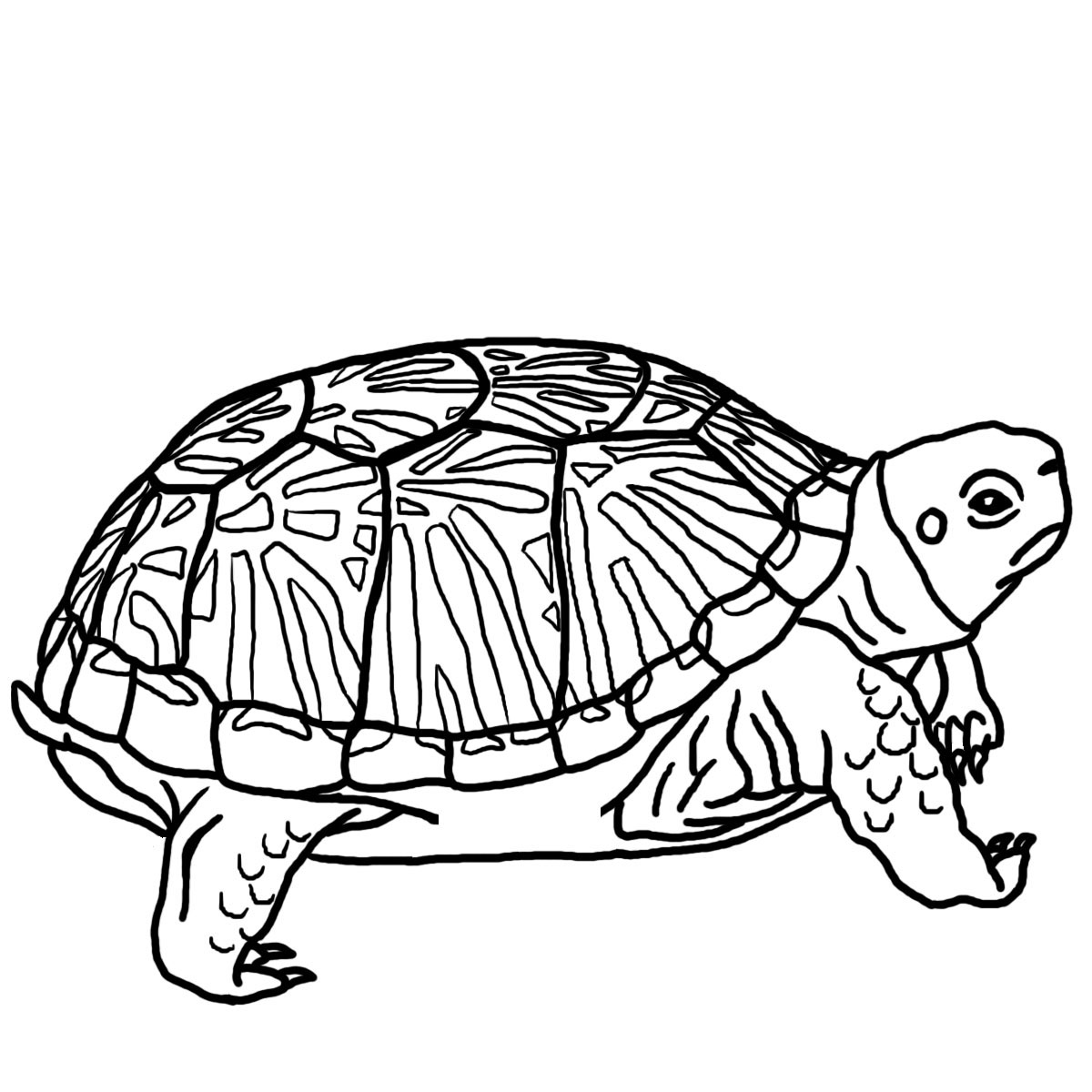 Tortoise Coloring Page - Free Printable for Kids & Adults
