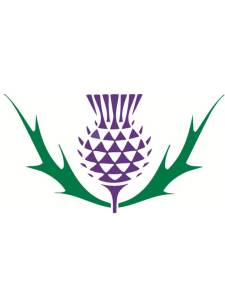 Scottish Thistle Logo - Symbol of Scotland and National Pride