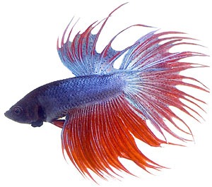 Vibrant blue and red-orange Betta fish (Siamese fighting fish) with flowing fins against white background.