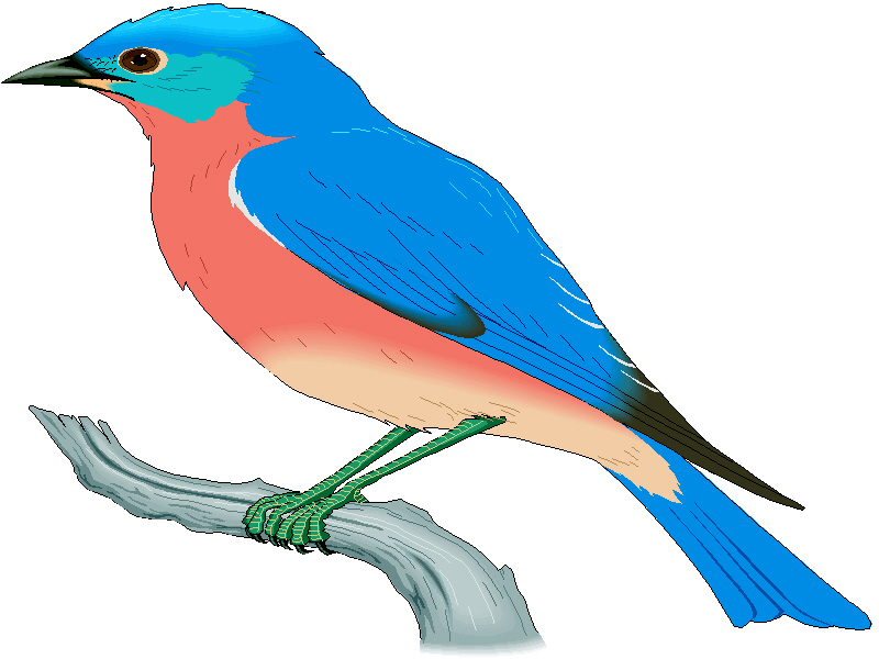 A vibrant Eastern Bluebird perched on a gray branch, featuring brilliant blue upperparts, rusty-orange breast, and white belly.
