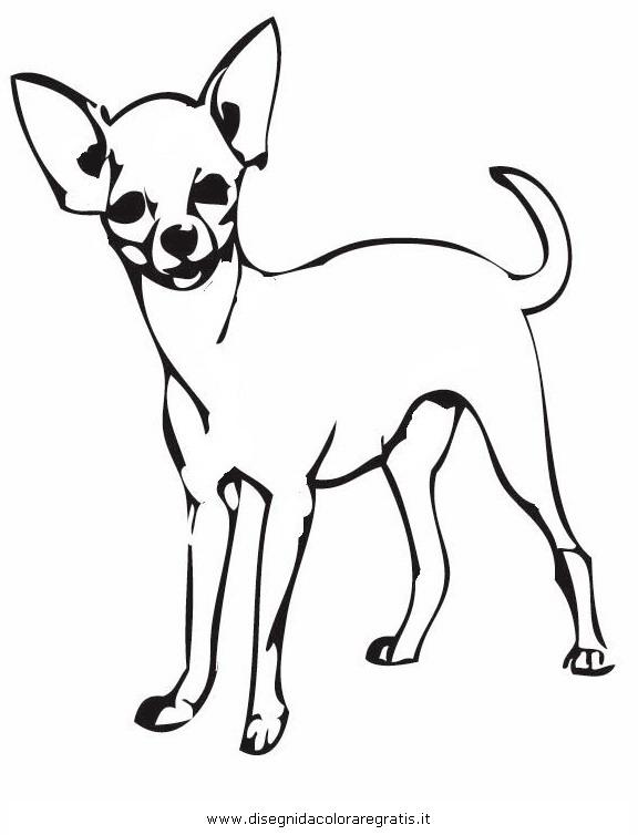 Black-and-white line drawing of a standing Chihuahua with large ears and curled tail, ideal for coloring pages.