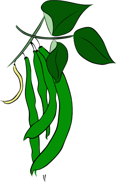 Green Beans on the Vine - Fresh Harvest Illustration