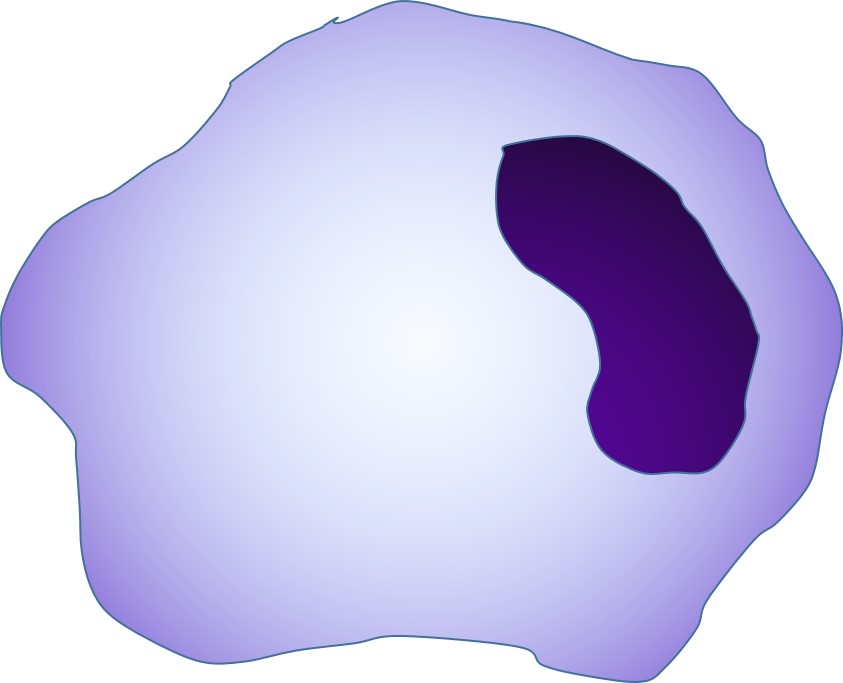 Eukaryotic Cell Structure Diagram | Biology Education Resource