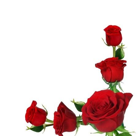 Five vibrant red roses arranged diagonally against a white background, with green stems and leaves visible.